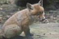 Fox cub close up