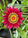 A close-up image of a red Gazania flowers with yellow center Royalty Free Stock Photo