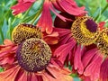 Helenium flowers in close up
