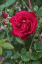 Close-up image of red hybrid rose flower. Royalty Free Stock Photo