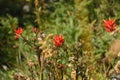 Indian Paintbrush Wildflowers Royalty Free Stock Photo