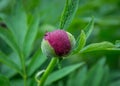 Close-up image of red peony bud in the garden, macro burgundy peony flower in the park with water drops, freshness after rain Royalty Free Stock Photo