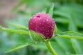 Close-up image of red peony bud in the garden, macro burgundy peony flower in the park with water drops, freshness after rain Royalty Free Stock Photo