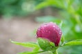 Close-up image of red peony bud in the garden, macro burgundy peony flower in the park with water drops, freshness after rain Royalty Free Stock Photo