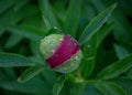 Close-up image of red peony bud in the garden, macro burgundy peony flower in the park with water drops, freshness after rain Royalty Free Stock Photo