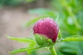 Close-up image of red peony bud in the garden, macro burgundy peony flower in the park with water drops, freshness after rain Royalty Free Stock Photo