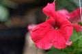 Close up image of red petunia Royalty Free Stock Photo