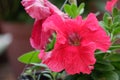 Close up image of red petunia Royalty Free Stock Photo