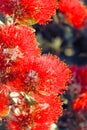 Red Pohutukawa Flowers Metrosideros excelsa