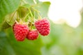 Red Ripe Raspberries Growing in the Garden Royalty Free Stock Photo