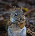 Close up image of a red-tailed squirrel eating a twig in the fall.