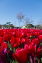Close up image of red tulips flowers at Taean Flower Festival, South Korea Royalty Free Stock Photo