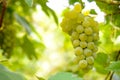 Close-up Image of Ripe Bunche of White Grapes on Vine Royalty Free Stock Photo