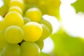 Close-up Image of Ripe Bunche of White Grapes on Vine Royalty Free Stock Photo