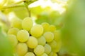 Close-up Image of Ripe Bunche of White Grapes on Vine Royalty Free Stock Photo
