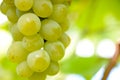 Close-up Image of Ripe Bunche of White Grapes on Vine Royalty Free Stock Photo
