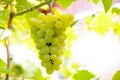 Close-up Image of Ripe Bunche of White Grapes on Vine Royalty Free Stock Photo