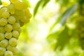 Close-up Image of Ripe Bunche of White Grapes on Vine Royalty Free Stock Photo