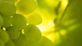 Close-up Image of Ripe Bunche of the White Wine Grapes on Vine Royalty Free Stock Photo