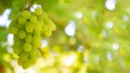 Close-up Image of Ripe Bunche of the White Wine Grapes on Vine Royalty Free Stock Photo