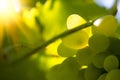 Close-up Image of Ripe Bunche of the White Wine Grapes on Vine Royalty Free Stock Photo