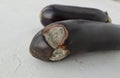 Close up image of ripe eggplant with big stains of gray mold on sides lie on light table