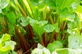 Close up image of rhubarb stems