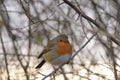 close-up image of robin bird