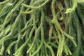Close up image of Rock tassel fern