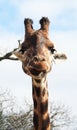 Giraffe Head and neck long portrait Royalty Free Stock Photo