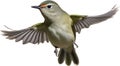 Ruby-crowned kinglet bird. Bird clipart. AI-generated. Royalty Free Stock Photo