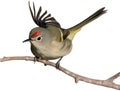 Ruby-crowned kinglet bird. Bird clipart. AI-generated. Royalty Free Stock Photo