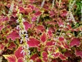 Close up image of Coleus Chocolate Covered Cherry flower has violter color