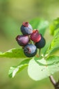 Saskatoon Berries - Amelanchier alnifolia - Fruit Cluster