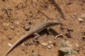 An endangered lizard native to middle east Royalty Free Stock Photo