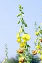 The close-up image of Scotch Broom flower Cytisus scoparius Royalty Free Stock Photo