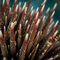 Close-up image of a sea urchin (class Echinoidea) showing its sharp, elongated Royalty Free Stock Photo