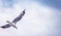 A Seagull flying against a cloudy sky Royalty Free Stock Photo