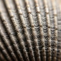 Close-up image of a seashell displaying its intricate ridged texture. The shell features alternating Royalty Free Stock Photo