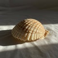 A close-up image of a seashell on a light surface. The shell has a dome shape with a Royalty Free Stock Photo