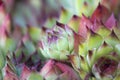 Close up image of a Sempervivum Royalty Free Stock Photo