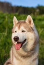 Close-up image of serious dog breed siberian husky in the forest on a sunny day. Royalty Free Stock Photo