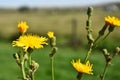 Yellow Sow Thistle Plant Royalty Free Stock Photo