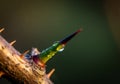 A close-up image of a sharp thorn on a branch, covered with tiny water droplets. The thorn is green Royalty Free Stock Photo