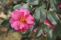 Close-up image of Shishi Gashira camellia flower