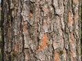 Mandarin Tree Bark Texture Royalty Free Stock Photo