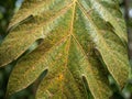 Close Up of Breadfruit Tree Leaf Royalty Free Stock Photo