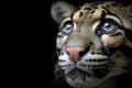 close-up of a clouded leopard\'s face Royalty Free Stock Photo