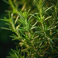 Fresh green rosemary herb in garden. Rosemary plant close up.