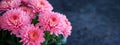 Vibrant Pink Chrysanthemums Blooming Against a Dark Background Royalty Free Stock Photo